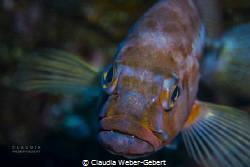 smart little guy.......
young grouper coming close by Claudia Weber-Gebert 